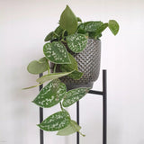 Planta Curgatoare (Scindapsus) Pictus Trebie - 40 cm