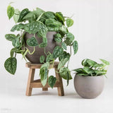 Planta Curgatoare (Scindapsus) Pictus Trebie - 50 cm