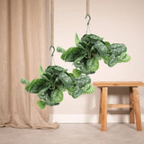 Planta Curgatoare (Scindapsus) Pictus Trebie - 50 cm