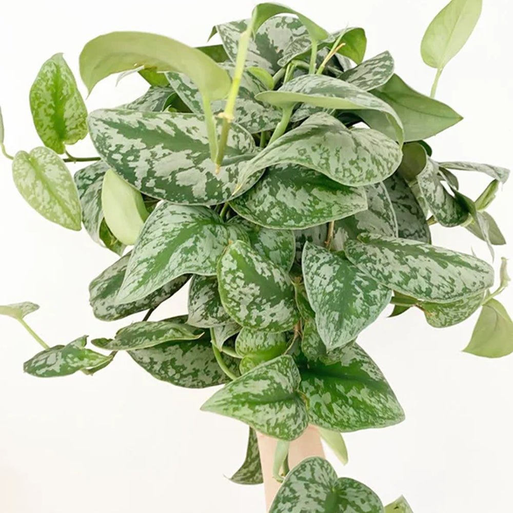 Planta Curgatoare (Scindapsus) Pictus Trebie - 50 cm