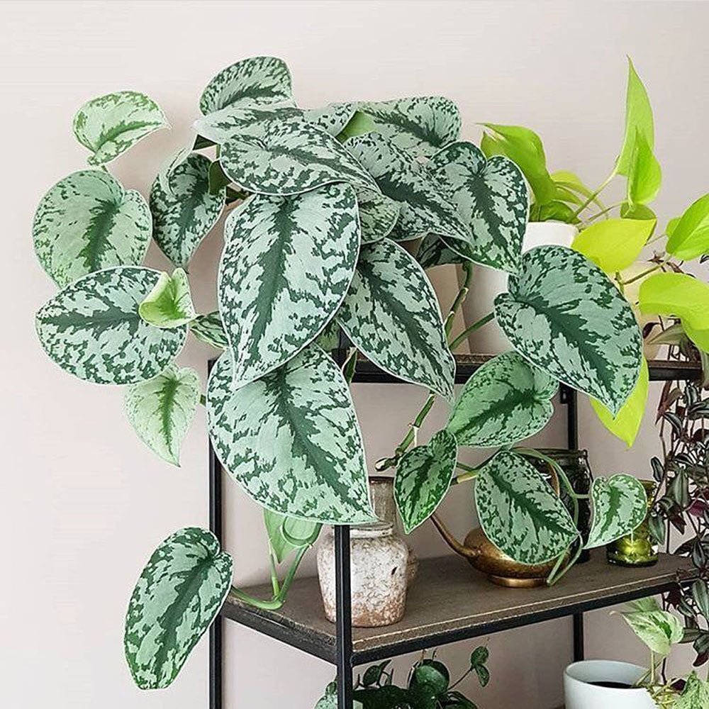 Planta Curgatoare (Scindapsus) Pictus Trebie - 50 cm