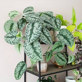 Planta Curgatoare (Scindapsus) Pictus Trebie - 50 cm
