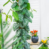 Катерливо растение (Scindapsus) Pictus Trebie със стойка – 120 см