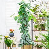 Катерливо растение (Scindapsus) Pictus Trebie със стойка – 120 см