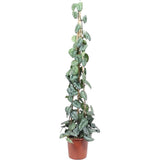 Planta Curgatoare (Scindapsus) Pictus Trebie (Cu Suport) - 160 cm - VERDENA - 160 cm inaltime livrat in ghiveci de 9 l