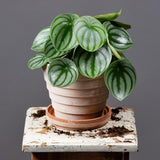 Planta de Cauciuc (Peperomia Argyreia) - 20 cm