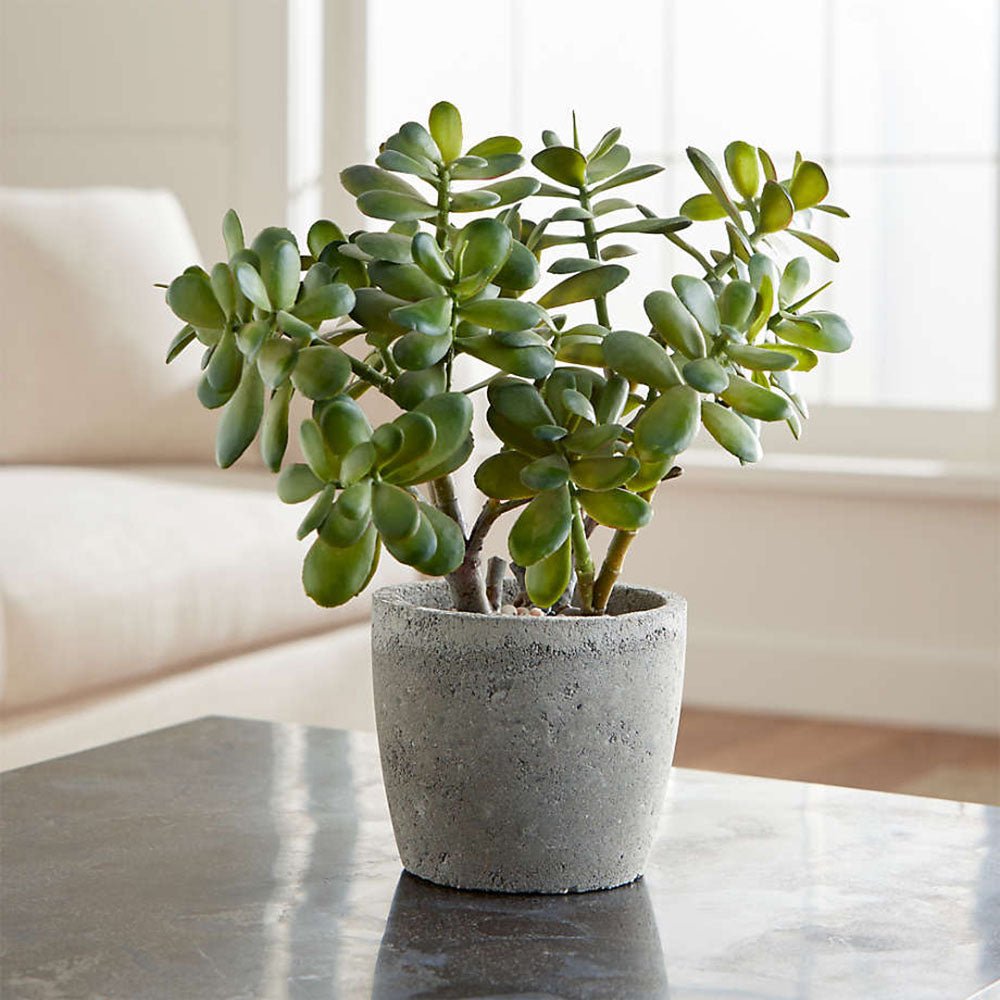 Нефритово дърво (Crassula Ovata) - 21 см