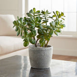 Нефритово дърво (Crassula Ovata) - 21 см