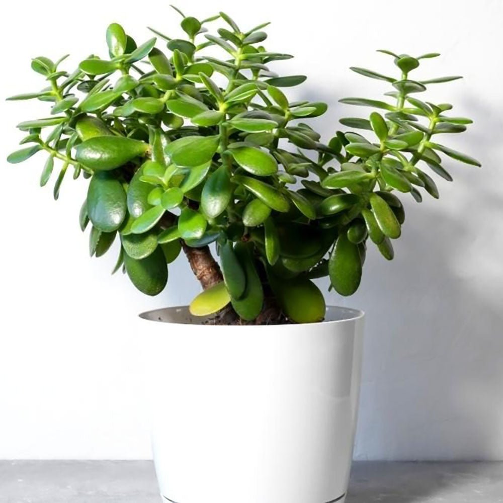 Дърво на Нефрита (Crassula ovata), 20 см – декоративен сукулент, лесен за отглеждане