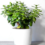 Дърво на Нефрита (Crassula ovata), 20 см – декоративен сукулент, лесен за отглеждане