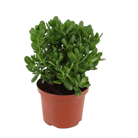 Нефритово дърво (Crassula Ovata) - 21 см