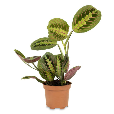 Молитвено растение Tricolor (Maranta) Fascinator, 25–30 см, цветни зелено-червени листа, пречистващо въздуха