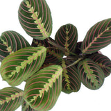 Молитвено растение Tricolor (Maranta) Fascinator, 25–30 см, цветни зелено-червени листа, пречистващо въздуха