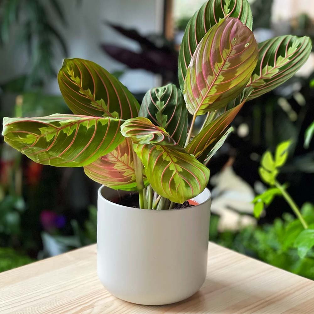 Молитвено растение Tricolor (Maranta) Fascinator, 25–30 см, цветни зелено-червени листа, пречистващо въздуха