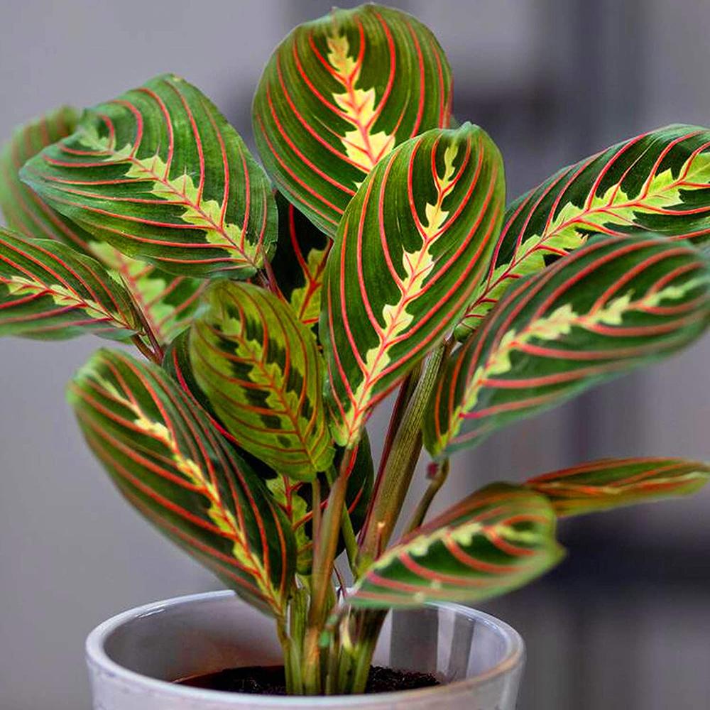 Молитвено растение Tricolor (Maranta) Fascinator, 25–30 см, цветни зелено-червени листа, пречистващо въздуха