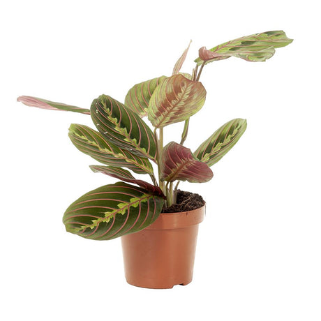 Молитвено растение Tricolor (Maranta) Fascinator, 25–30 см, цветни зелено-червени листа, пречистващо въздуха