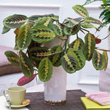 Молитвено растение Tricolor (Maranta) Fascinator, 25–30 см, цветни зелено-червени листа, пречистващо въздуха