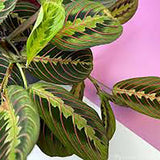 Молитвено растение Tricolor (Maranta) Fascinator, 25–30 см, цветни зелено-червени листа, пречистващо въздуха