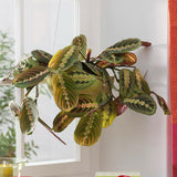 Молитвено растение Tricolor (Maranta) Fascinator, 25–30 см, цветни зелено-червени листа, пречистващо въздуха