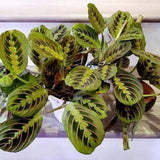 Молитвено растение Tricolor (Maranta) Fascinator, 35 см, цветни зелено-червени листа, пречистващо въздуха