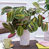 Planta Care se Roaga Tricolor (Maranta) Fascinator - 35-40 cm