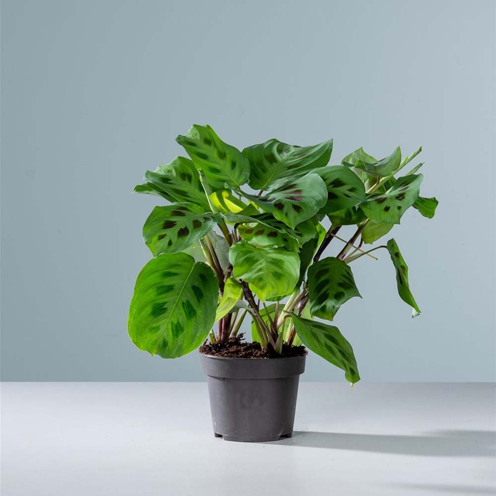 Молещо се растение (Maranta) Kerchoveana - 35 см