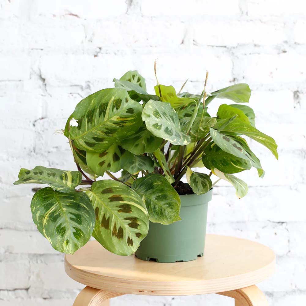 Молещо се растение (Maranta) Kerchoveana - 35 см