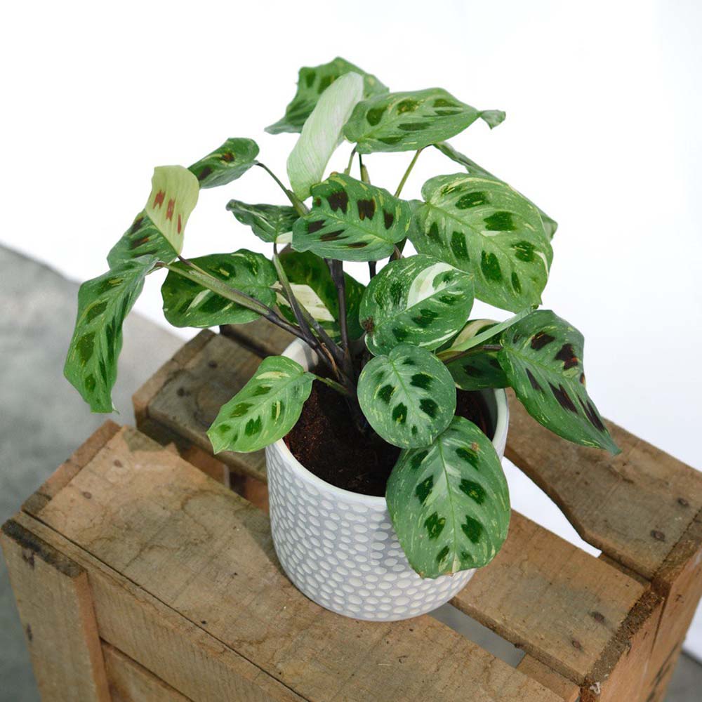 Молещо се растение (Maranta) Kerchoveana - 35 см