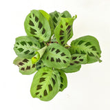 Молещо се растение (Maranta) Kerchoveana - 35 см