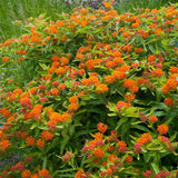 Planta Fluturilor (Asclepias tuberosa), cu flori portocalii vii