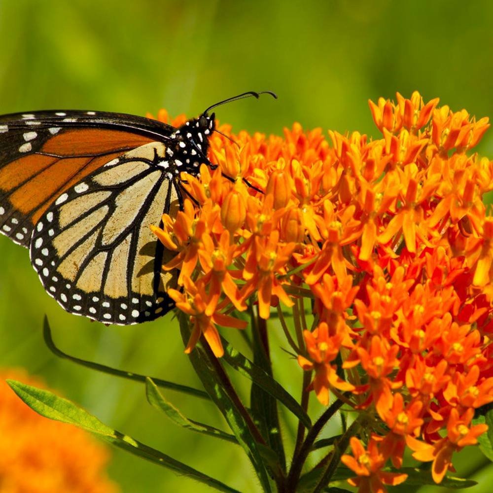 Planta Fluturilor (Asclepias tuberosa), cu flori portocalii vii