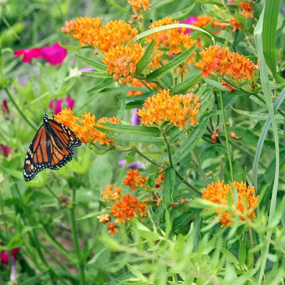 Planta Fluturilor (Asclepias tuberosa), cu flori portocalii vii