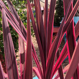 Planta Norocoasa Rosu-Inchis (Cordyline Australis) Paso Doble