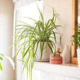 Planta Paianjen (Chlorophytum Comosum) Variegatum - 35 cm