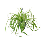 Planta Paianjen (Chlorophytum Comosum) Variegatum - 35 cm