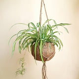 Зелена лилия (Chlorophytum Comosum) Variegatum - 40 см