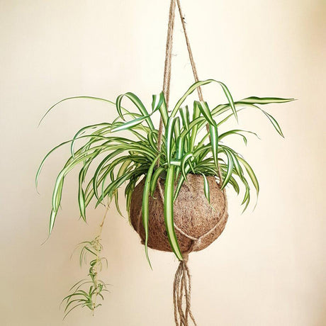 Зелена лилия (Chlorophytum Comosum) Variegatum - 40 см