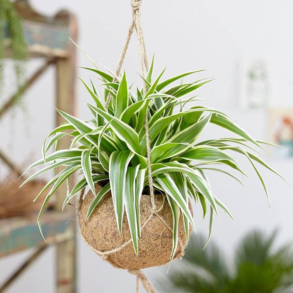 Паяжинно растение (Chlorophytum comosum) Variegatum, 40 см – дълги дъговидни листа в зелено и бяло