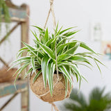 Паяжинно растение (Chlorophytum comosum) Variegatum, 40 см – дълги дъговидни листа в зелено и бяло