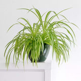 Паяжинно растение (Chlorophytum comosum) Variegatum, 40 см – дълги дъговидни листа в зелено и бяло