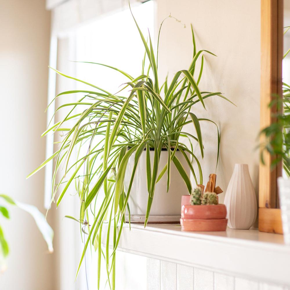 Зелена лилия (Chlorophytum Comosum) Variegatum - 40 см