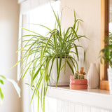 Зелена лилия (Chlorophytum Comosum) Variegatum - 40 см