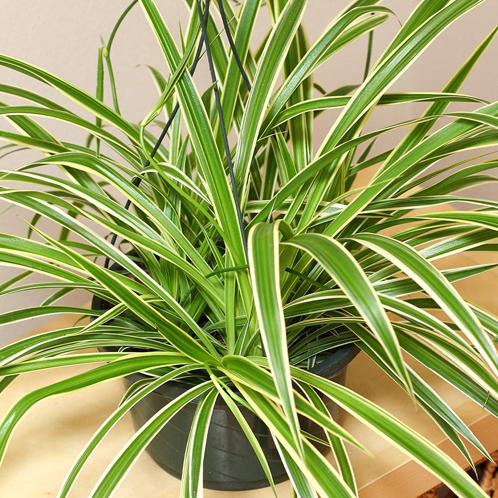 Planta Paianjen (Chlorophytum Comosum) Vittatum - 50 cm