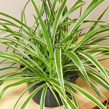 Planta Paianjen (Chlorophytum Comosum) Vittatum - 50 cm