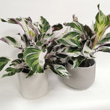 Planta Paun Calathea Fusion White, cu frunze Tricolor - 40 cm - VERDENA - 40 cm inaltime, ghiveci de 1.5 l