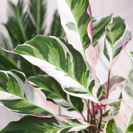 Молещо се растение Calathea Fusion White Tricolor, стайно тропическо растение с бели, лилави и зелени листа – 45 см
