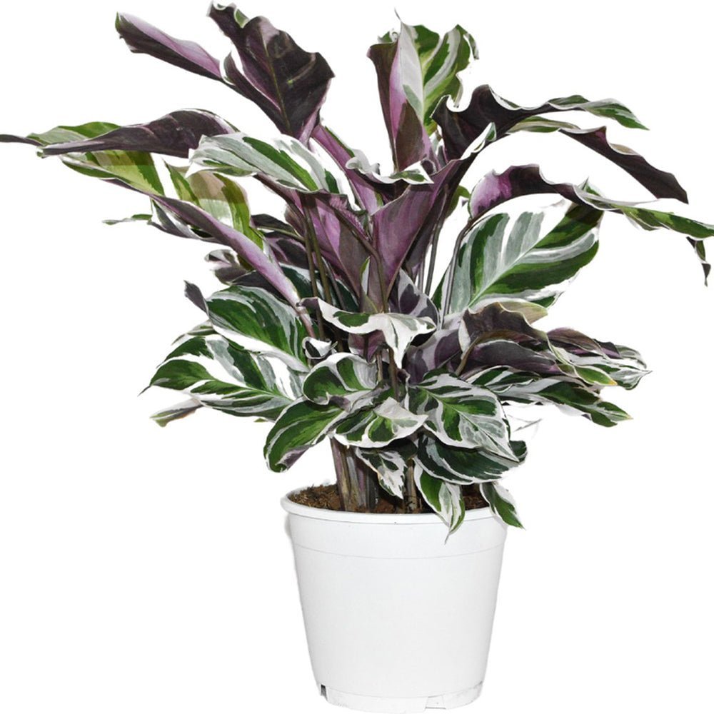 Planta Paun Calathea Fusion White, cu frunze Tricolor - 40 cm - VERDENA - 40 cm inaltime, ghiveci de 1.5 l