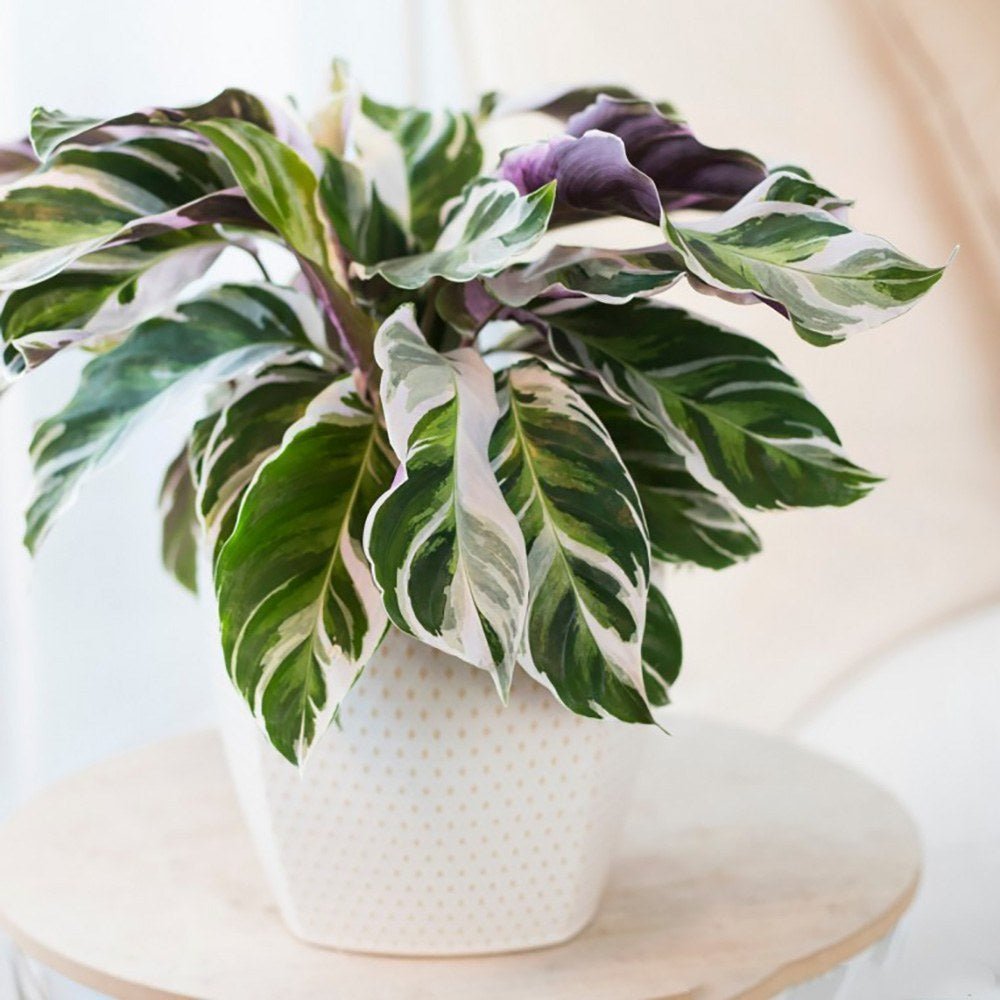 Planta Paun Calathea Fusion White, cu frunze Tricolor - 40 cm - VERDENA - 40 cm inaltime, ghiveci de 1.5 l