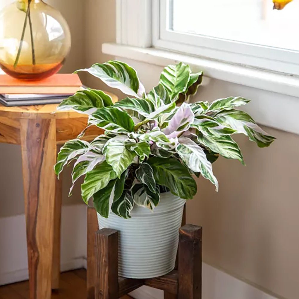 Planta Paun Calathea Fusion White, cu frunze Tricolor - 60 cm - VERDENA - 60 cm inaltime, ghiveci de 3 l