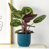 Planta care se Roaga Calathea Medallion, 50 cm, frunze elegante rotunde cu model simetric, verde si margini argintii, perfecta pentru orice decor interior